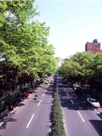 tree.jpg